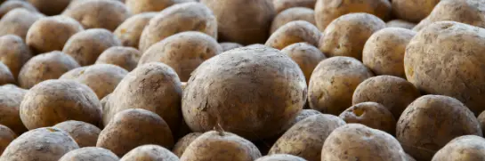 Kartoffeln
